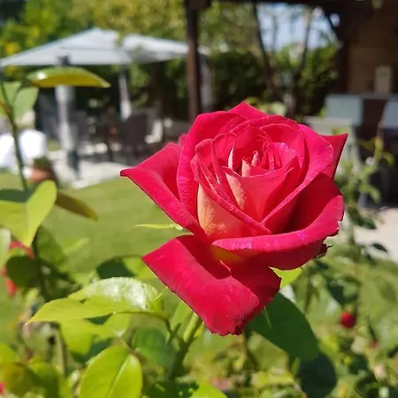 Appartement Valeria *