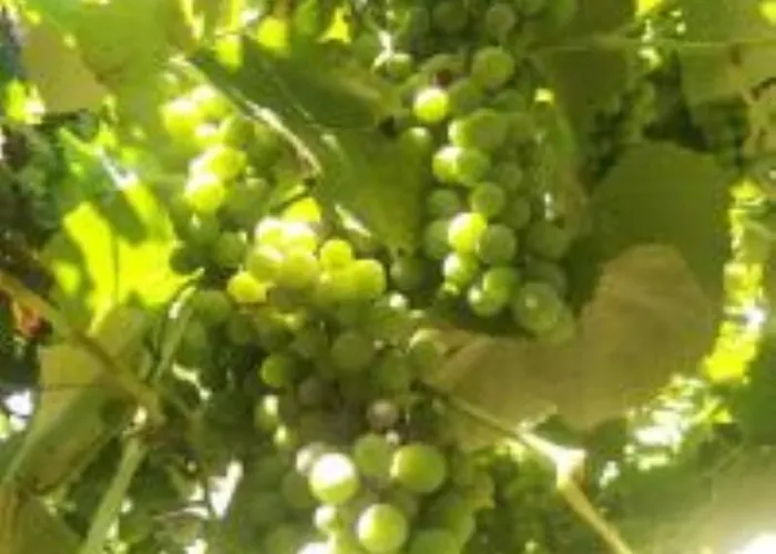 Daire Villa Valeria Thassos